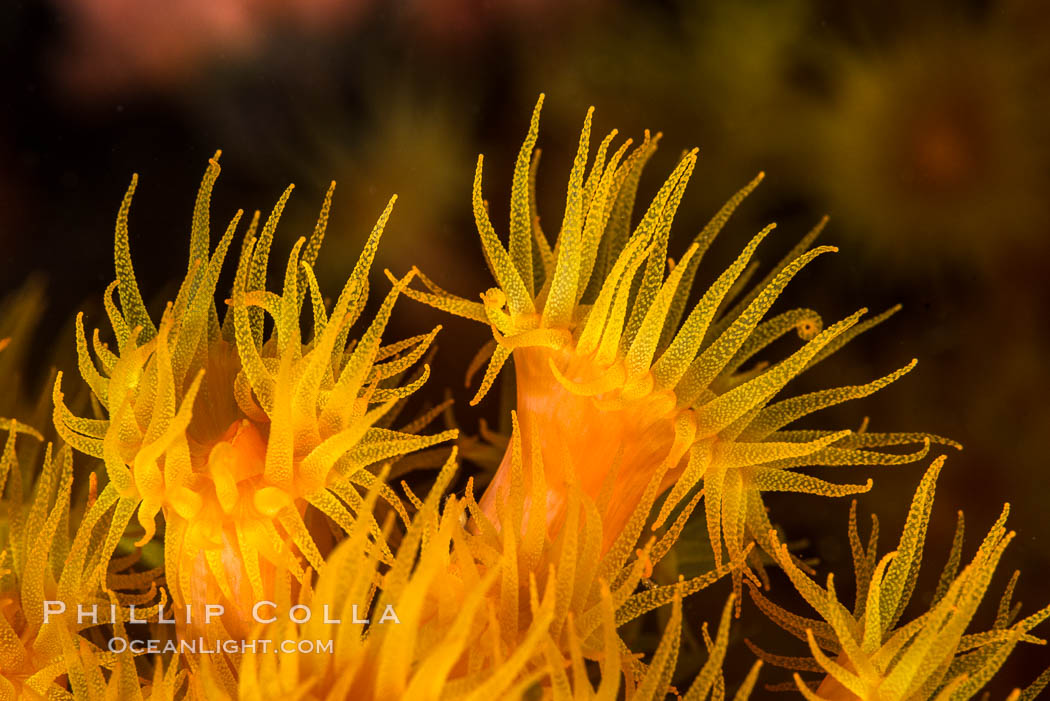 Orange Cup Coral, Tubastrea coccinea, Sea of Cortez, Mexico. Isla Espiritu Santo, Baja California, Tubastrea coccinea, natural history stock photograph, photo id 33815