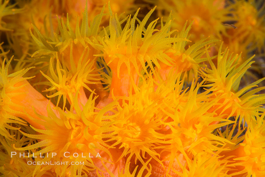 Orange Cup Coral, Tubastrea coccinea, Sea of Cortez, Mexico. Isla Cayo, Baja California, Tubastrea coccinea, natural history stock photograph, photo id 33765