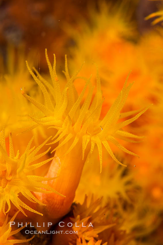 Orange Cup Coral, Tubastrea coccinea, Sea of Cortez, Mexico. Isla Espiritu Santo, Baja California, Tubastrea coccinea, natural history stock photograph, photo id 33805