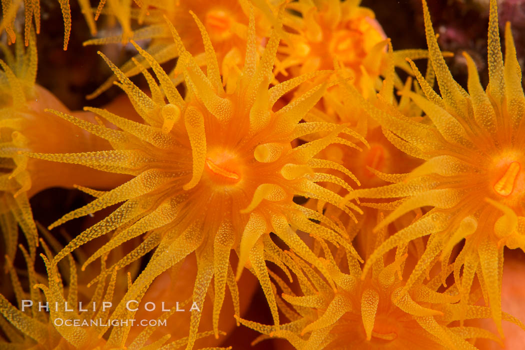 Orange Cup Coral, Tubastrea coccinea, Sea of Cortez, Mexico. Isla Espiritu Santo, Baja California, Tubastrea coccinea, natural history stock photograph, photo id 33817