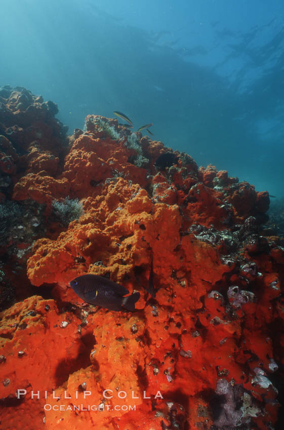 Encrusting sponges cover rocky reef, Albany. James Island, Galapagos Islands, Ecuador, natural history stock photograph, photo id 01883