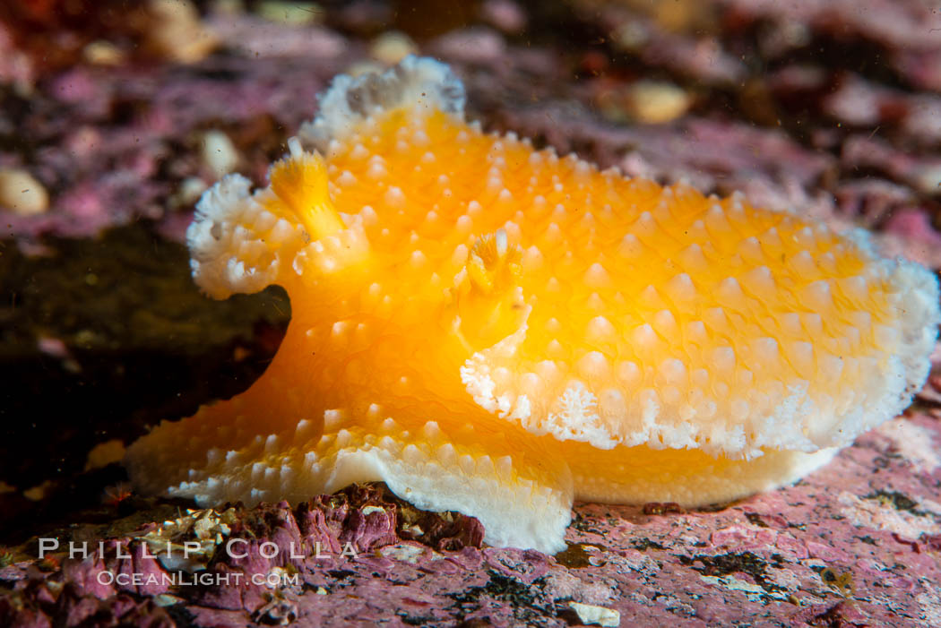 Orange Peel Nudibranch, Tochuina gigantea, Browning Pass, Vancouver Island. British Columbia, Canada, Tochuina gigantea, natural history stock photograph, photo id 35526