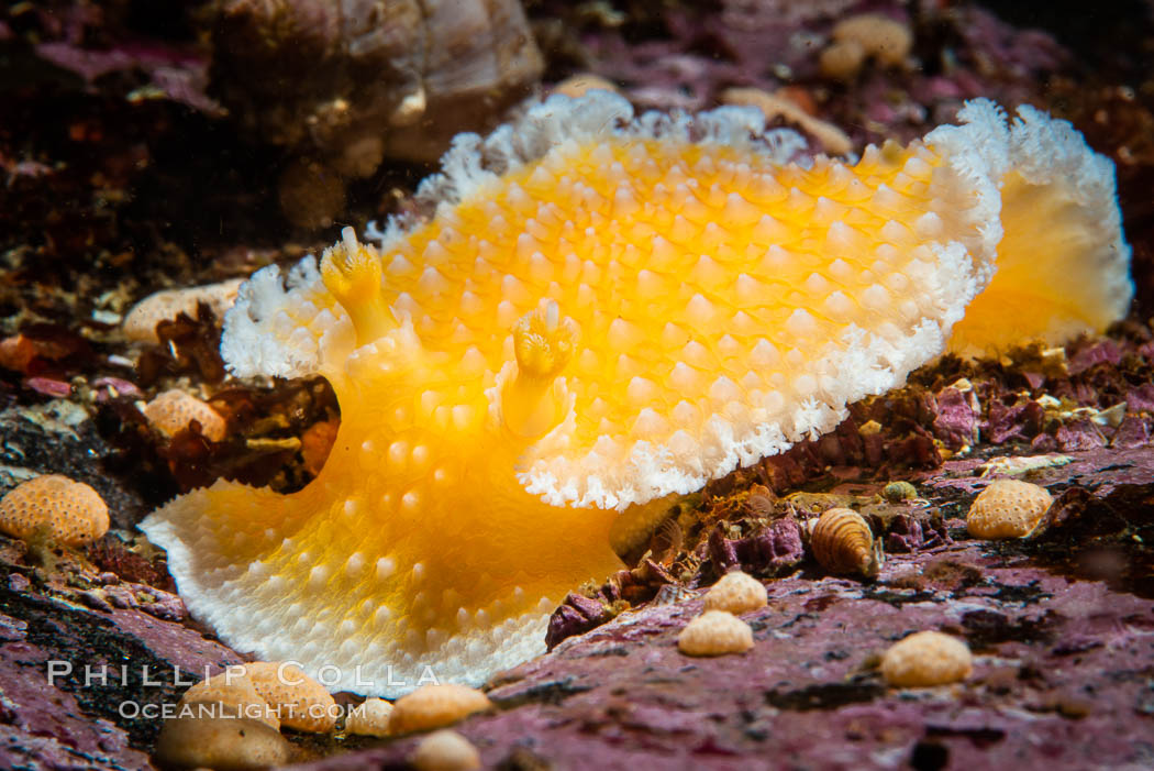 Orange Peel Nudibranch, Tochuina gigantea, Browning Pass, Vancouver Island. British Columbia, Canada, Tochuina gigantea, natural history stock photograph, photo id 35259