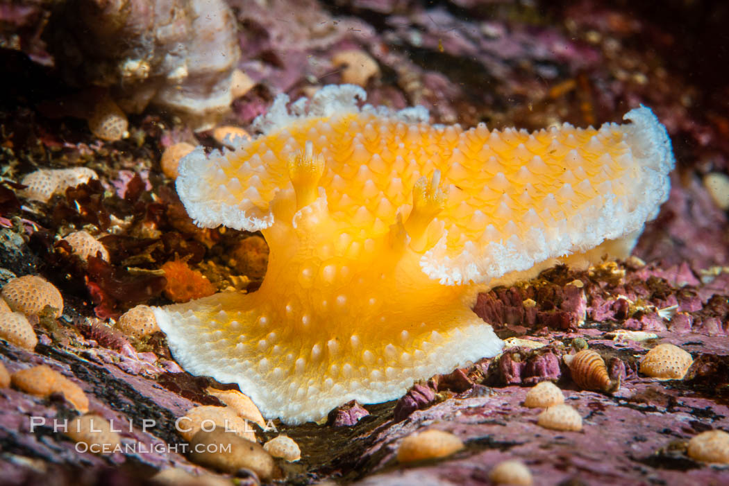 Orange Peel Nudibranch, Tochuina gigantea, Browning Pass, Vancouver Island, Tochuina Gigantea