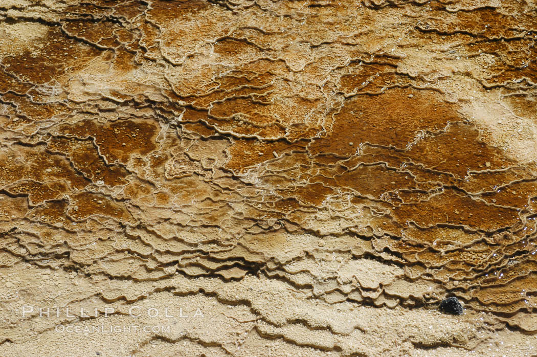 Detail showing mineral deposition and thermophilic cyanobacteria and algae, Orange Spring Mound. Yellowstone National Park, Wyoming, USA, natural history stock photograph, photo id 07286