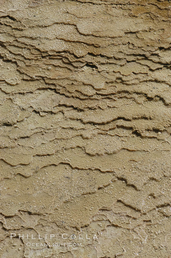 Detail showing mineral deposition and thermophilic cyanobacteria and algae, Orange Spring Mound. Yellowstone National Park, Wyoming, USA, natural history stock photograph, photo id 07287