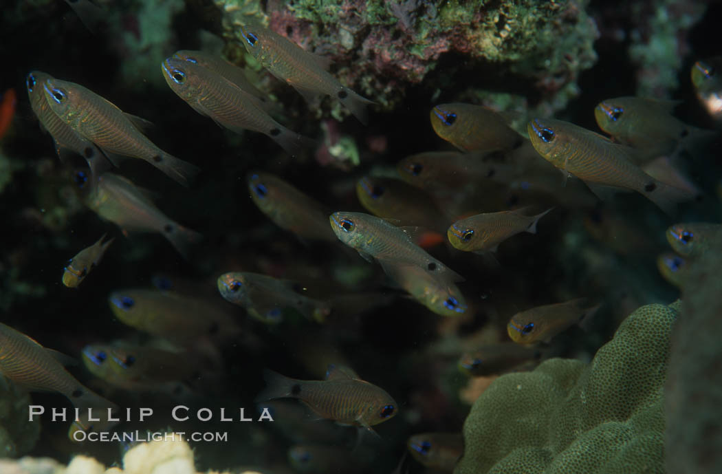 Orange-lined cardinalfish, schooling under reef shelf. Egyptian Red Sea, Archamia fucata, natural history stock photograph, photo id 05230