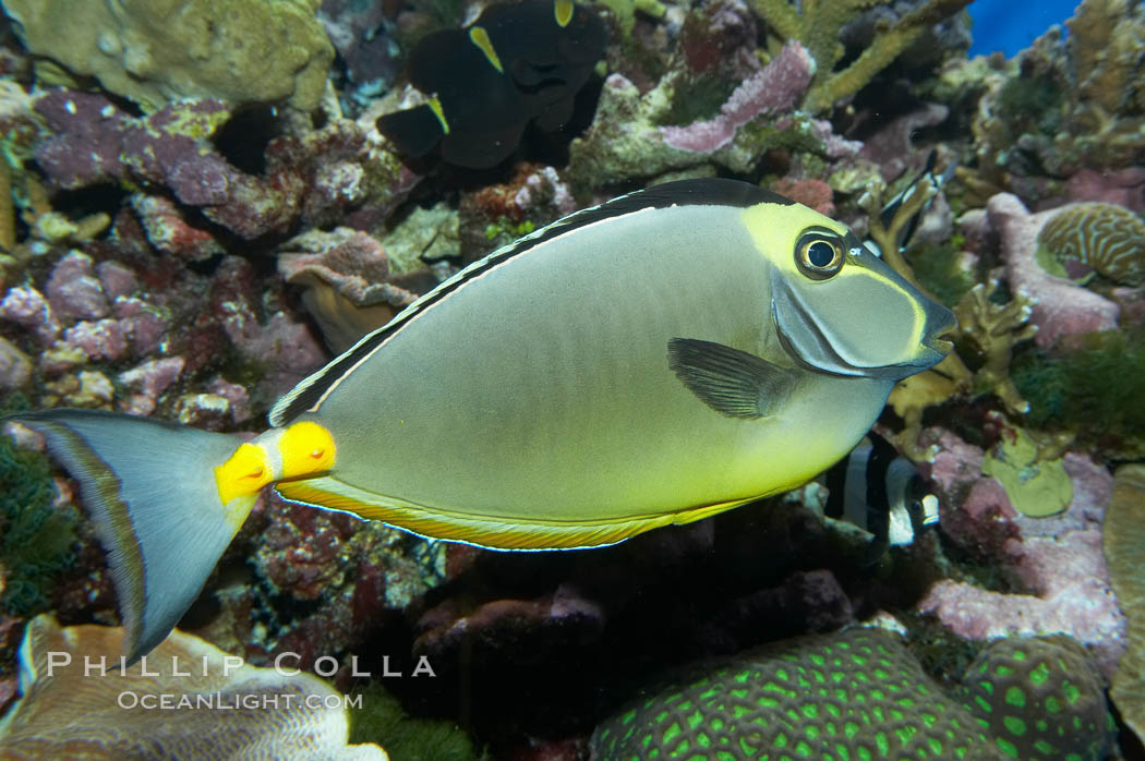Orangespine unicornfish., Naso lituratus, natural history stock photograph, photo id 11814