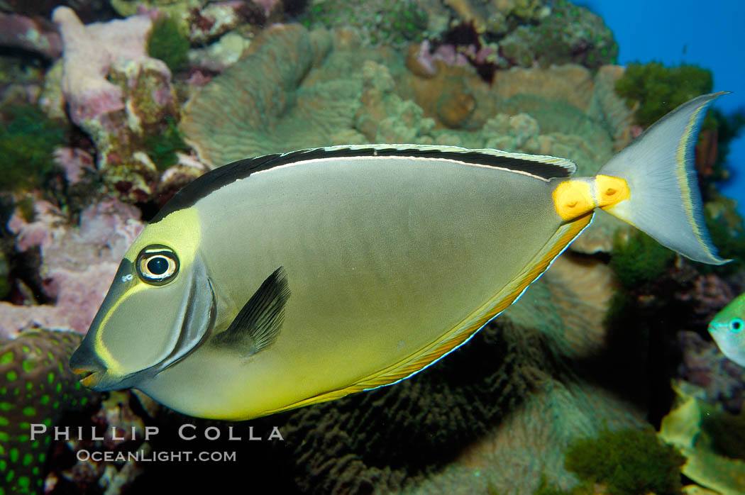 Orangespine unicornfish., Naso lituratus, natural history stock photograph, photo id 10296