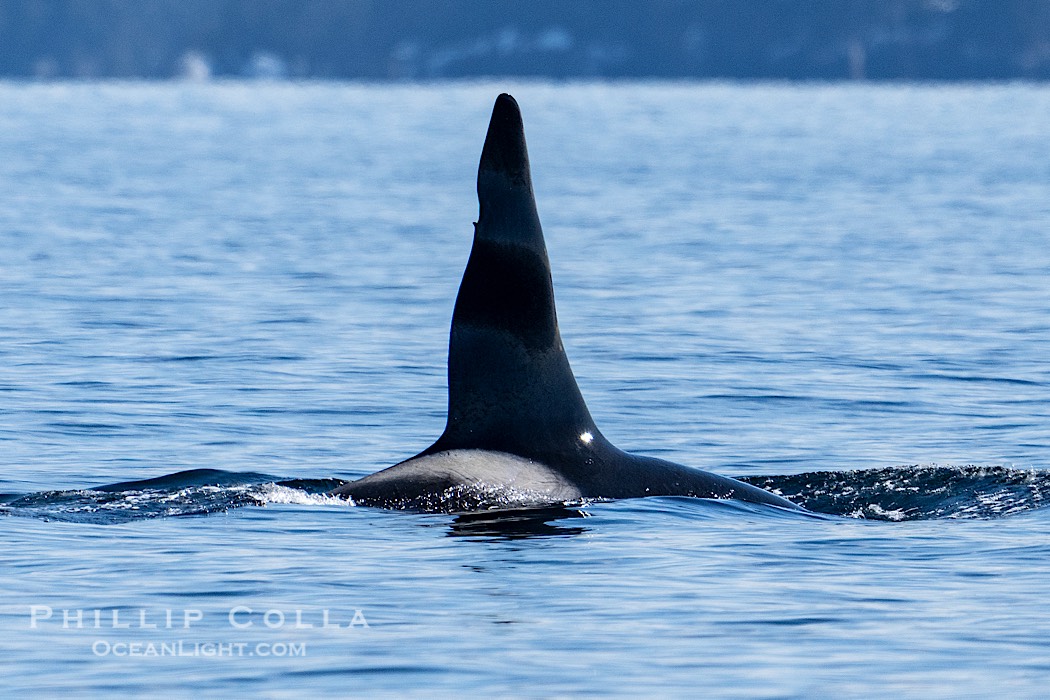 Orca Dorsal and Saddle Mark, Sitka Sound, Southeast Alaska., natural history stock photograph, photo id 41626