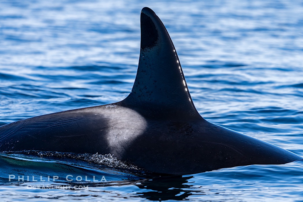 Orca Dorsal and Saddle Mark, Sitka Sound, Southeast Alaska., natural history stock photograph, photo id 41628