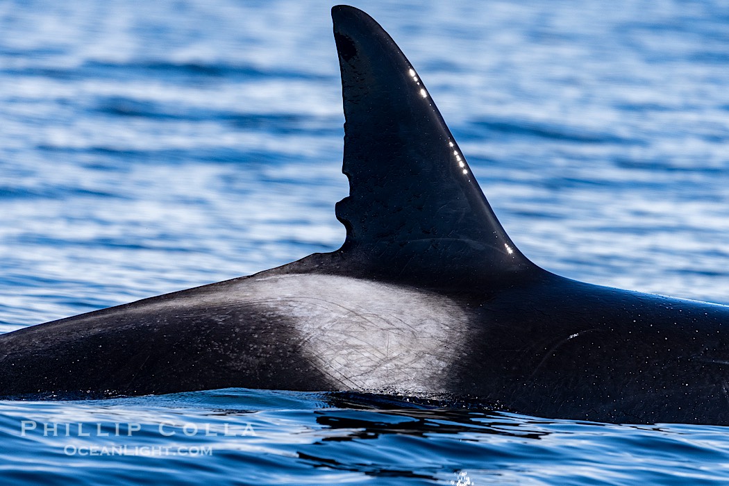 Orca Dorsal and Saddle Mark, Sitka Sound, Southeast Alaska., natural history stock photograph, photo id 41627