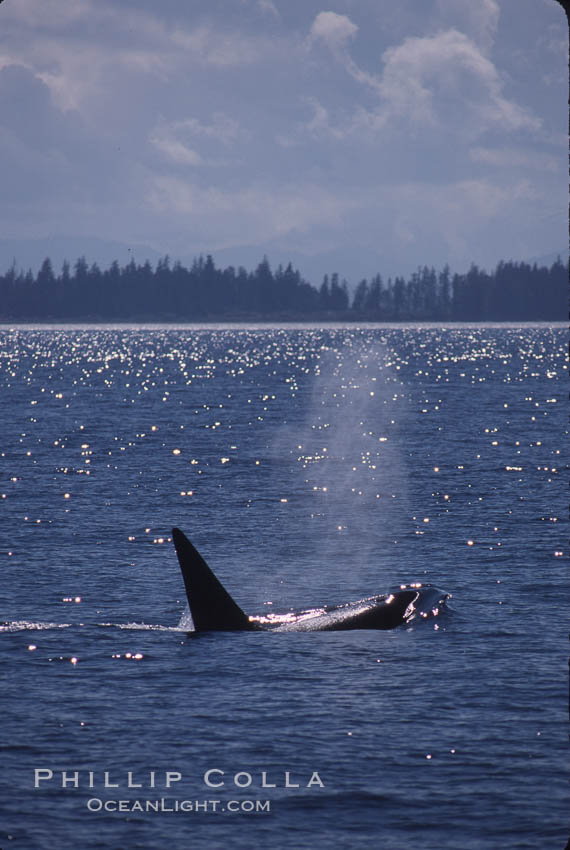 Killer whale (orca). Frederick Sound, Alaska, USA, Orcinus orca, natural history stock photograph, photo id 04403