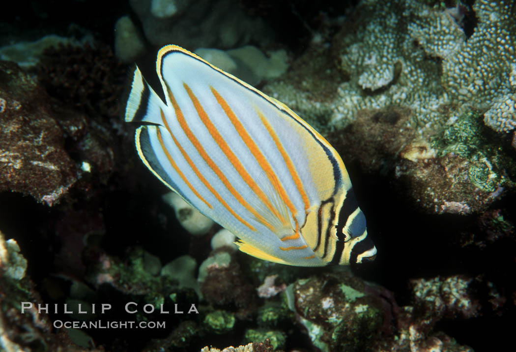 Ornate butterflyfish. Maui, Hawaii, USA, Chaetodon ornatissimus, natural history stock photograph, photo id 05194