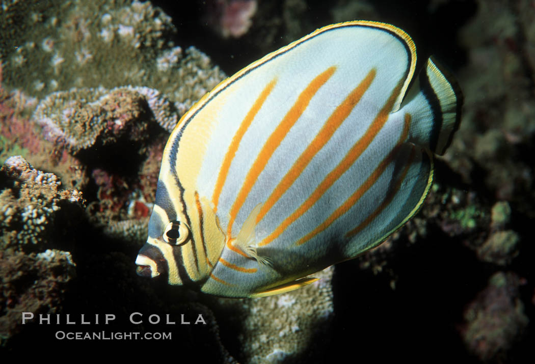 Ornate butterflyfish. Maui, Hawaii, USA, Chaetodon ornatissimus, natural history stock photograph, photo id 05192