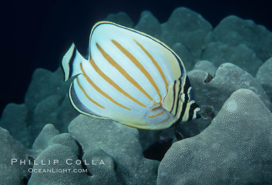 Ornate butterflyfish. Maui, Hawaii, USA, Chaetodon ornatissimus, natural history stock photograph, photo id 05193