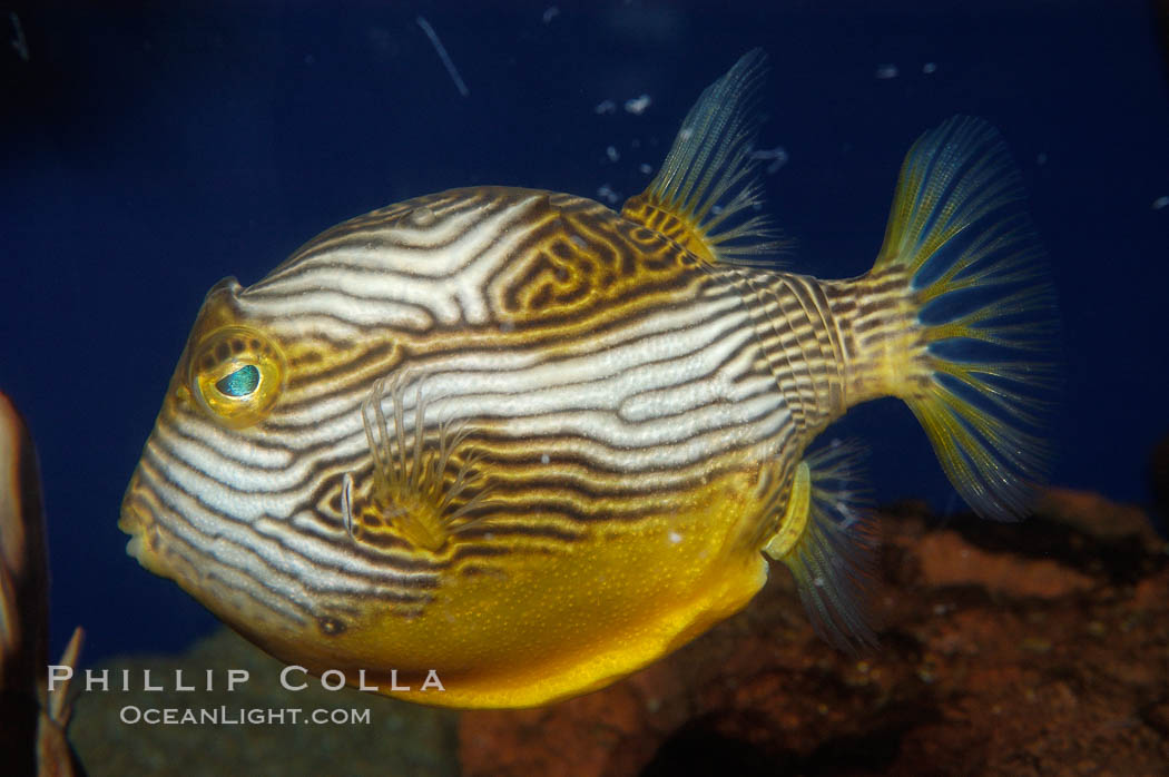 Ornate cowfish, male coloration., Aracana ornata, natural history stock photograph, photo id 09250