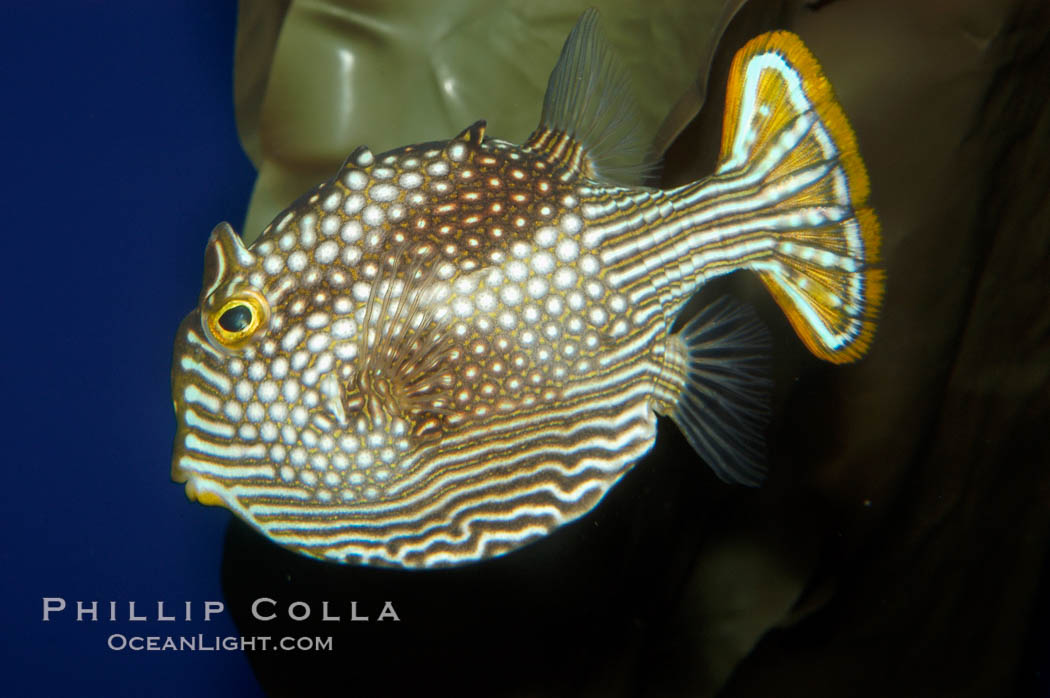 Ornate cowfish, female coloration., Aracana ornata, natural history stock photograph, photo id 09256