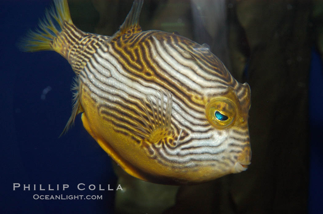 Ornate cowfish, male coloration., Aracana ornata, natural history stock photograph, photo id 09247