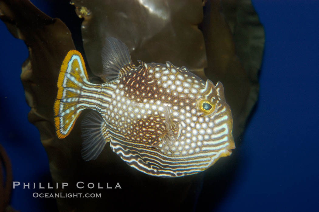Ornate cowfish, female coloration., Aracana ornata, natural history stock photograph, photo id 09253