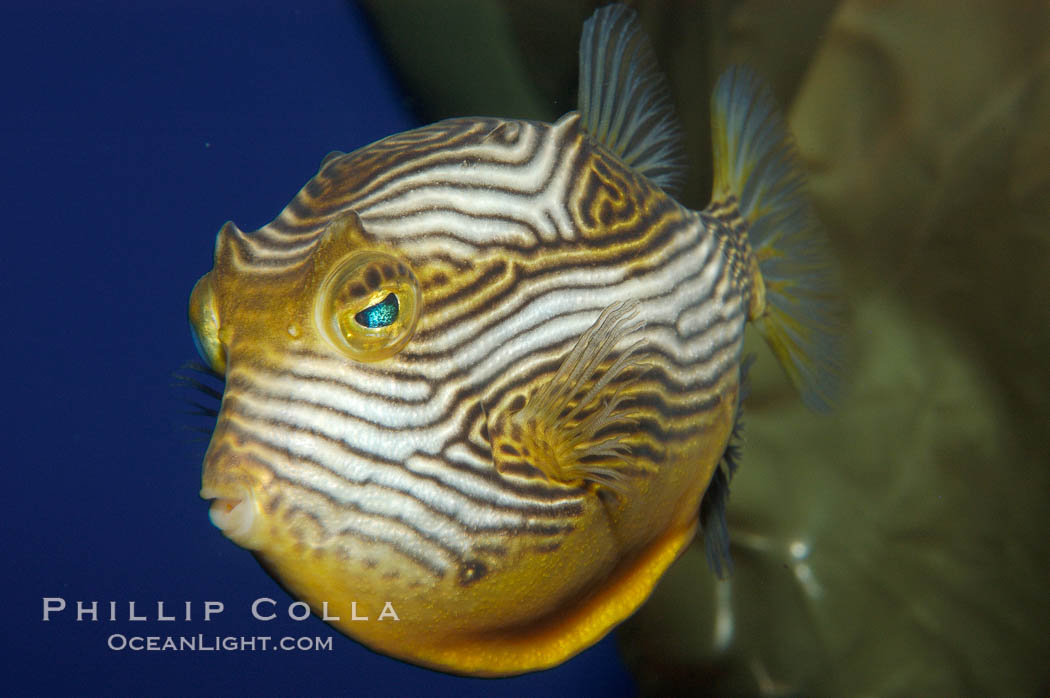 Ornate cowfish, male coloration., Aracana ornata, natural history stock photograph, photo id 09252