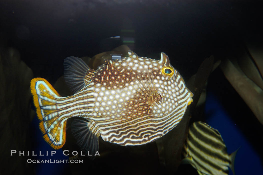 Ornate cowfish, female coloration., Aracana ornata, natural history stock photograph, photo id 09255