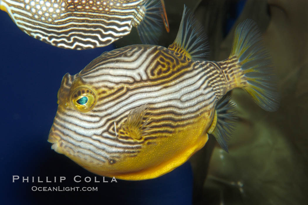 Ornate cowfish, male coloration., Aracana ornata, natural history stock photograph, photo id 09249