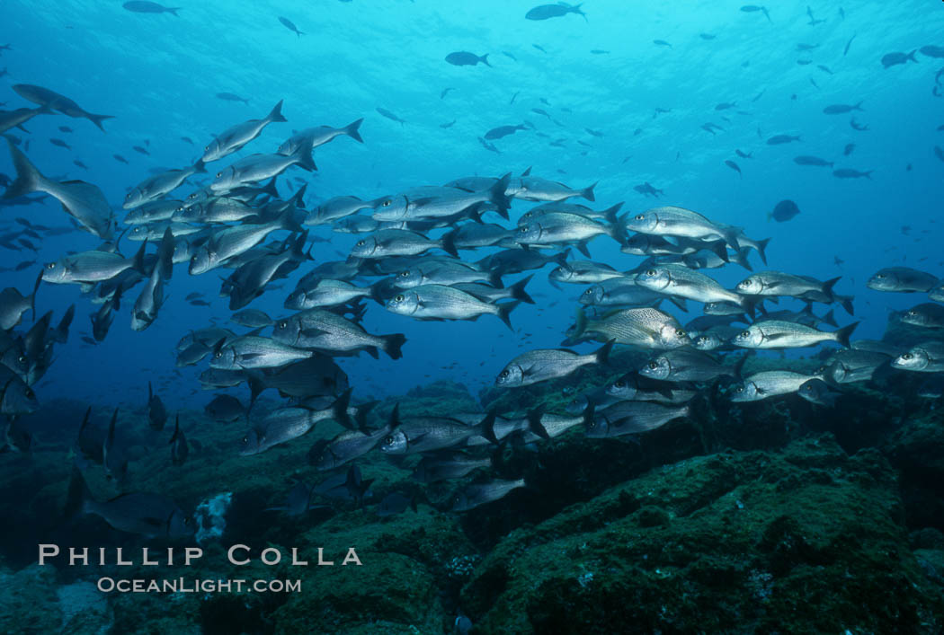 Grunts (peruvian, gray or Galapagos). Galapagos Islands, Ecuador, Orthopristis, natural history stock photograph, photo id 05110