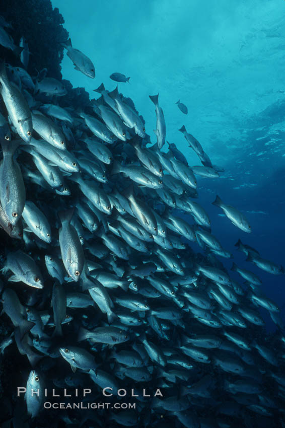 Grunts (peruvian, gray or Galapagos). Galapagos Islands, Ecuador, Orthopristis, natural history stock photograph, photo id 05175