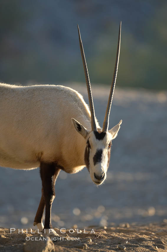 Arabian oryx.  The Arabian oryx is now extinct in the wild over its original range, which included the Sinai and Arabian peninsulas, Jordan, Syria and Iraq.  A small population of Arabian oryx have been reintroduced into the wild in Oman, with some success., Oryx leucoryx, natural history stock photograph, photo id 17956