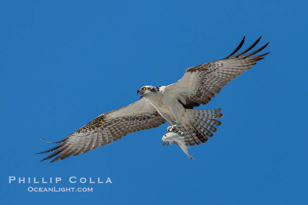Osprey in Flight with Fish Prey, Fort De Soto, Florida, Pandion haliaetus, Fort De Soto Park, St. Petersburg Osprey in Flight with Fish Prey, Fort De Soto, Florida, Pandion haliaetus, Fort De Soto Park, St. Petersburg