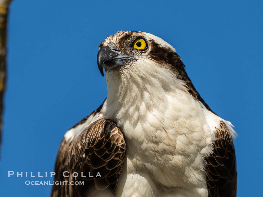 Osprey, Fort De Soto, Florida, Pandion haliaetus, Fort De Soto Park, St. Petersburg Osprey, Fort De Soto, Florida, Pandion haliaetus, Fort De Soto Park, St. Petersburg