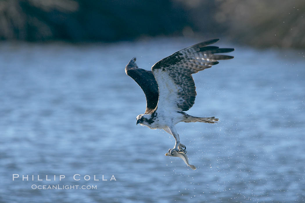 Osprey catches a small fish from a lagoon. Bolsa Chica State Ecological Reserve, Huntington Beach, California, USA, Pandion haliaetus, natural history stock photograph, photo id 19913