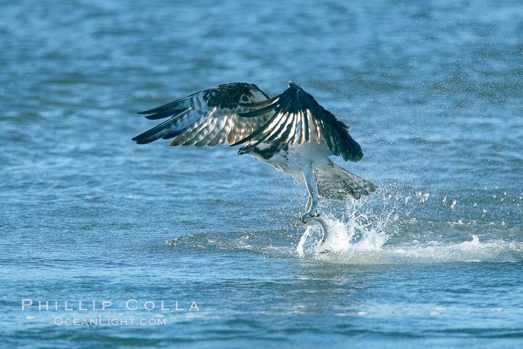 Osprey catches a small fish from a lagoon. Bolsa Chica State Ecological Reserve, Huntington Beach, California, USA, Pandion haliaetus, natural history stock photograph, photo id 19912
