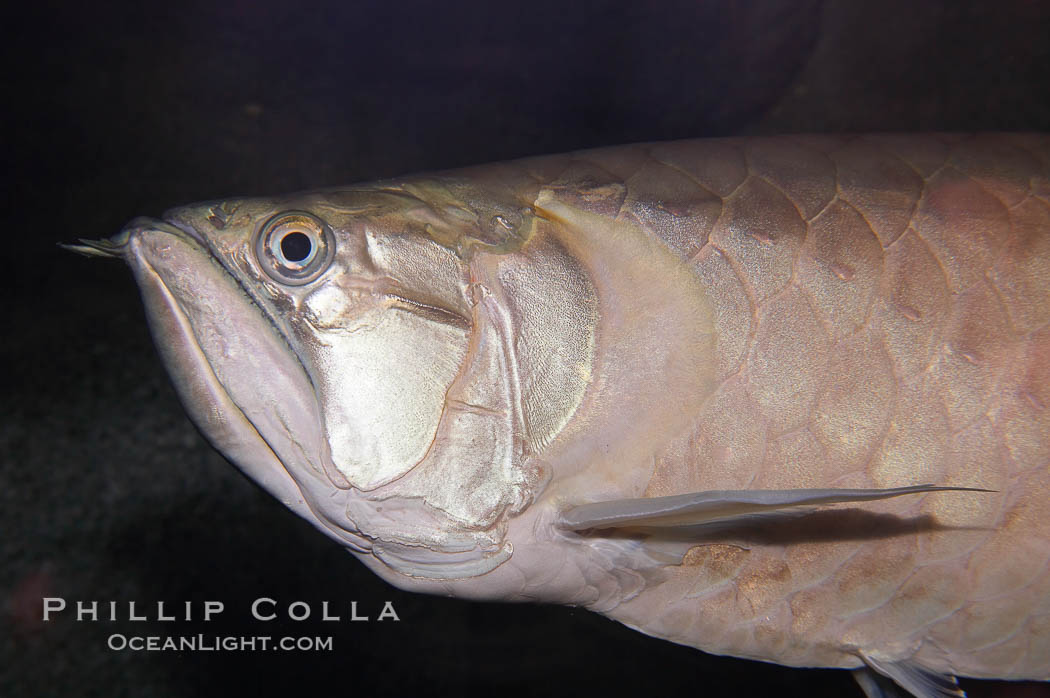 Silver arowana., Osteoglossum bicirrhosum, natural history stock photograph, photo id 14707