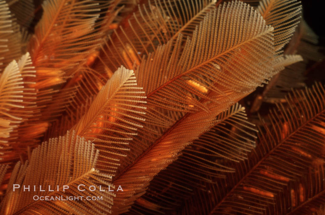 Ostrich-plumed hydroid, Ensenada., Aglaophenia struthionides, natural history stock photograph, photo id 02541