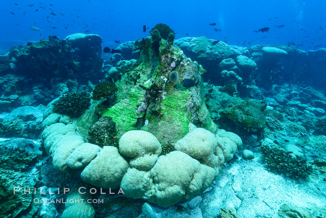 Enormous Porites lobata coral head, overturned by storm surge, Clipperton Island. France, Porites lobata, natural history stock photograph, photo id 32984