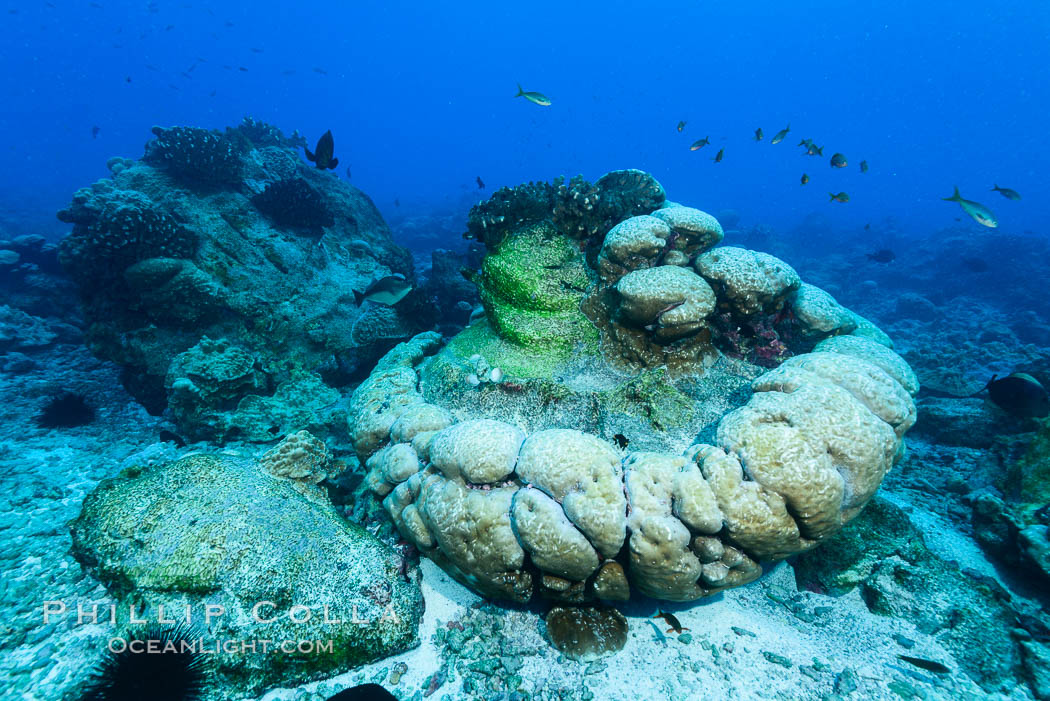 Enormous Porites lobata coral head, overturned by storm surge, Clipperton Island. France, Porites lobata, natural history stock photograph, photo id 33012