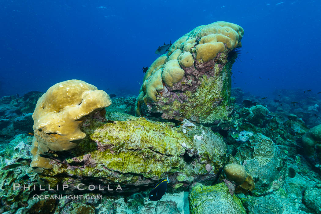 Overturned Porites Lobata Coral Head, Clipperton Island. France, Porites lobata, natural history stock photograph, photo id 33020