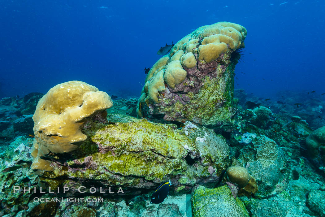 Overturned Porites Lobata Coral Head, Clipperton Island. France, Porites lobata, natural history stock photograph, photo id 33020