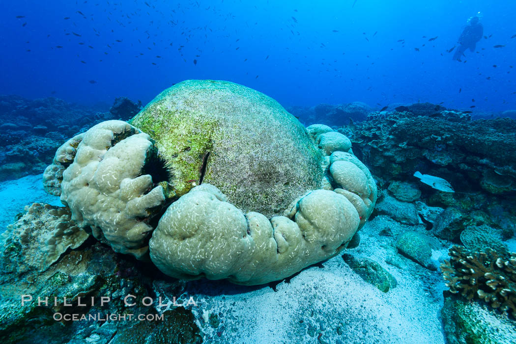 Enormous Porites lobata coral head, overturned by storm surge, Clipperton Island. France, Porites lobata, natural history stock photograph, photo id 32995