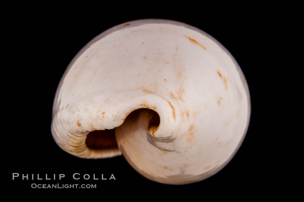Common Egg Cowrie., Ovula ovum, natural history stock photograph, photo id 08544