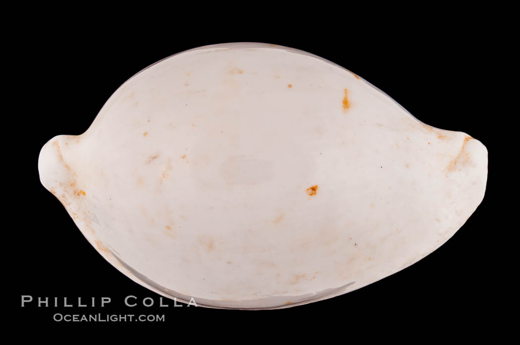 Common Egg Cowrie., Ovula ovum, natural history stock photograph, photo id 08541