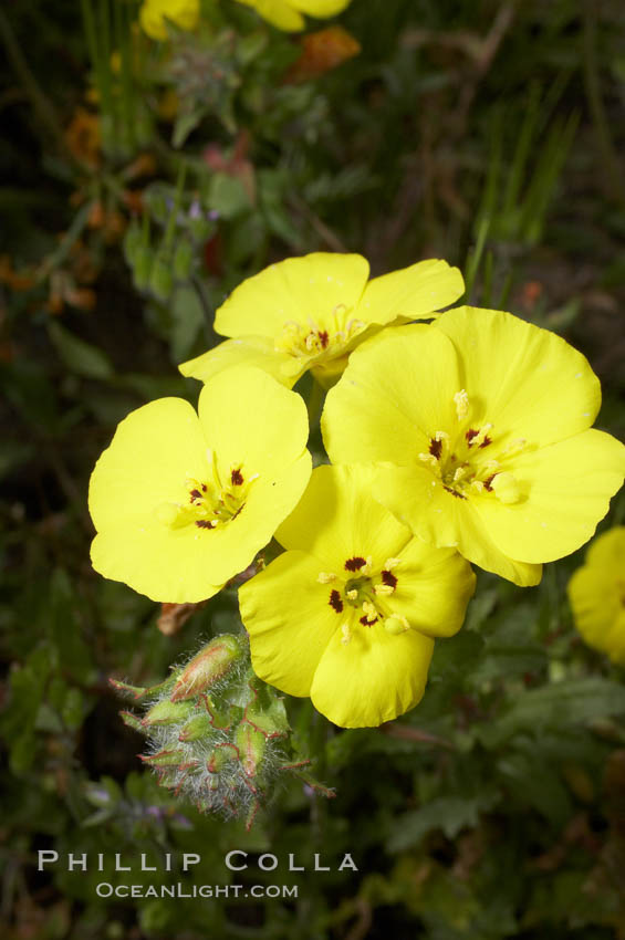 Bermuda buttercup, Batiquitos Lagoon, Carlsbad. California, USA, Oxalis pes-caprae, natural history stock photograph, photo id 11289