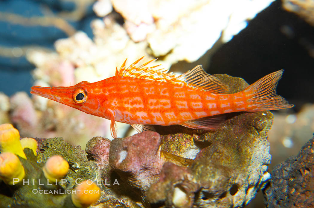 Longnose hawkfish., Oxycirrhites typus, natural history stock photograph, photo id 13684