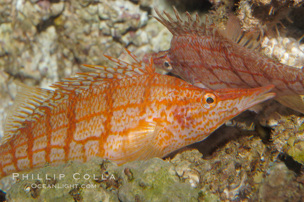 Longnose hawkfish., Oxycirrhites typus, natural history stock photograph, photo id 08813