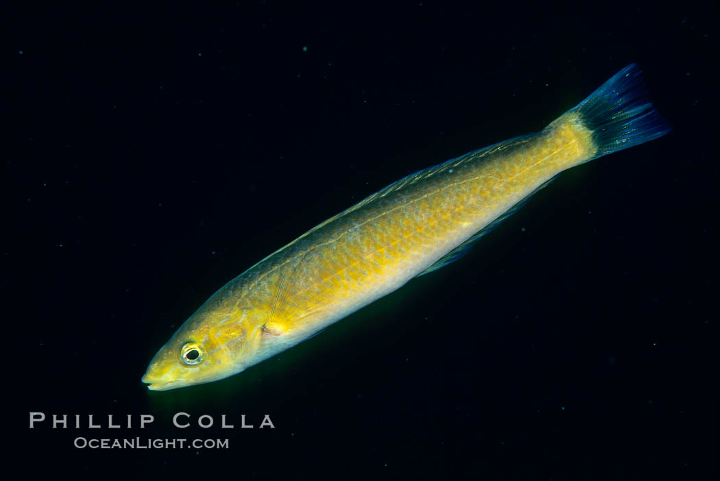 Senorita. Catalina Island, California, USA, Oxyjulis californica, natural history stock photograph, photo id 05168