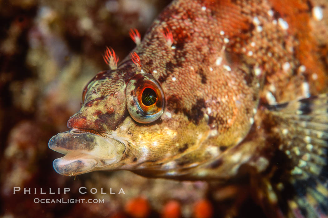 Painted greenling. Monterey, California, USA, Oxylebius pictus, natural history stock photograph, photo id 00629