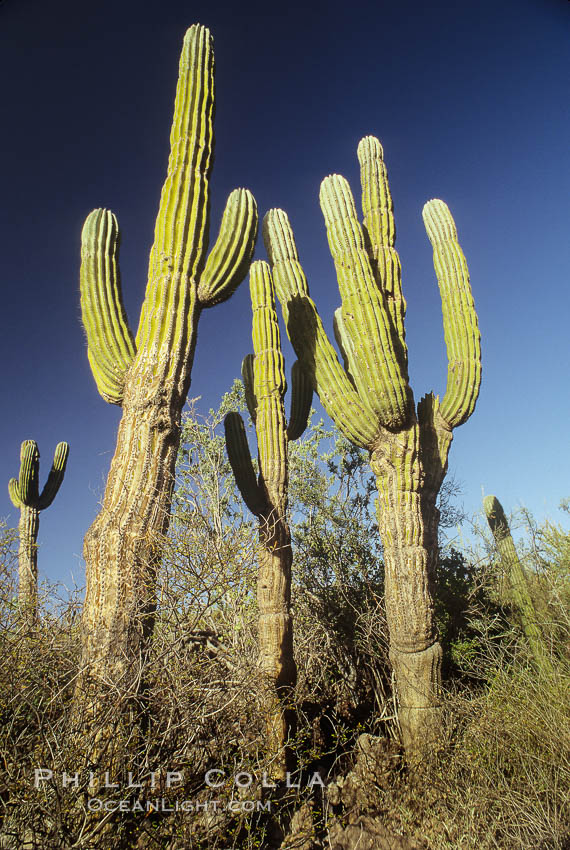 Image 05498, Cardon cactus, near La Paz, Baja California, Mexico.  Known as the elephant cactus or Mexican giant cactus, cardon is largest cactus in the world and is endemic to the deserts of the Baja California peninsula.  Some specimens of cardon have been measured over 21m (70) high.  These slow-growing plants live up to 300 years and can weigh 25 tons.  Cardon is often mistaken for the superficially similar saguaro of Arizona and Sonora, but the saguaro does not occupy Baja California., Pachycereus pringlei, Phillip Colla, all rights reserved worldwide. Keywords: baja california, cactus, cardon, cardon cactus, la paz, mexico, pachycereus pringlei, plant.