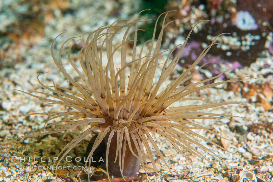 Pachycerianthus fimbriatus, Hornby Island, Canada. British Columbia, natural history stock photograph, photo id 32821